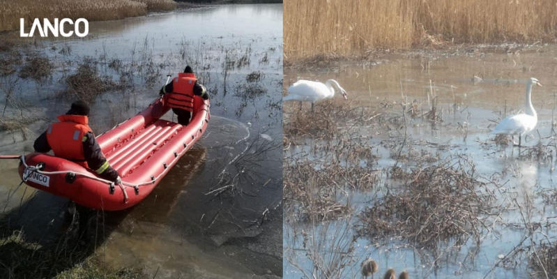 Sauvetage d’un cygne : Les premiers intervenants en action