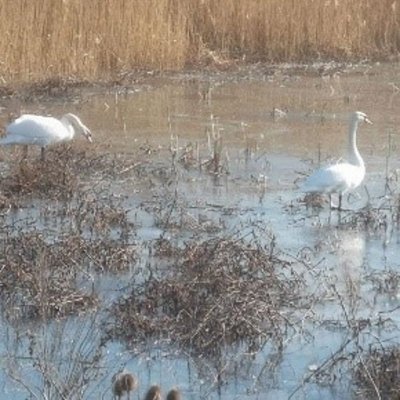 Sauvetage d’un cygne : Les premiers intervenants en action